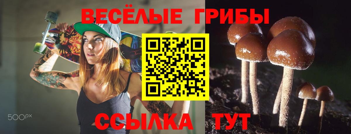 Галлюциногенные грибы Psilocybe Брянск